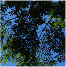 middle_right