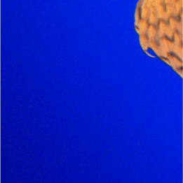 bottom_center