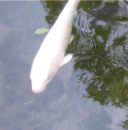 middle_left