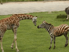 浜松市動物園